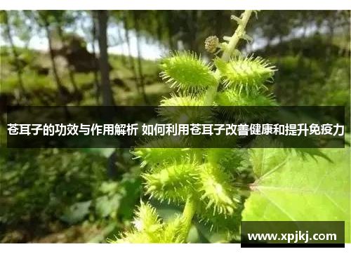 苍耳子的功效与作用解析 如何利用苍耳子改善健康和提升免疫力